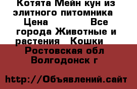 Котята Мейн-кун из элитного питомника › Цена ­ 20 000 - Все города Животные и растения » Кошки   . Ростовская обл.,Волгодонск г.